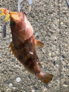 キジハタの釣果
