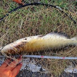 アメリカナマズ