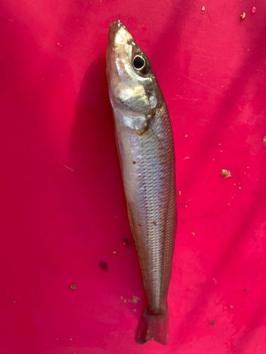 シロギスの釣果