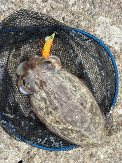 モンゴウイカの釣果