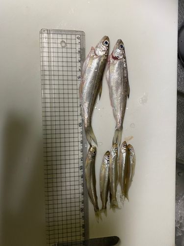 シナノユキマスの釣果