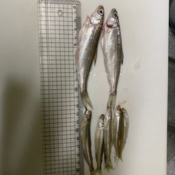 シナノユキマス