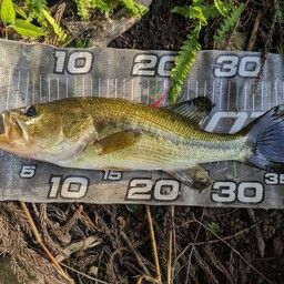 ラージマウスバス