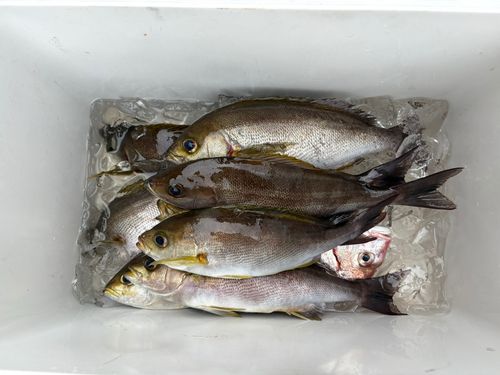 イサキの釣果
