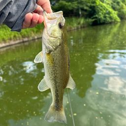 ラージマウスバス