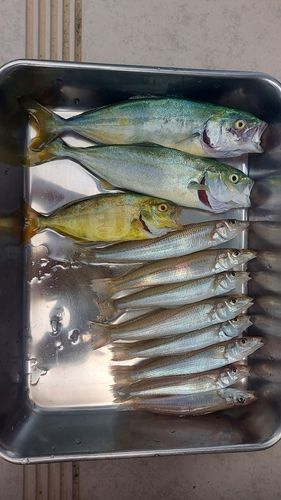 ツバスの釣果