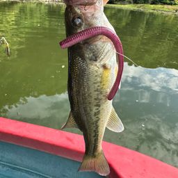 ラージマウスバス