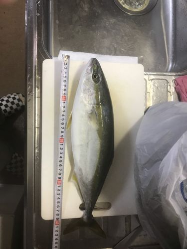 フクラギの釣果