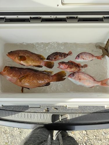 キジハタの釣果