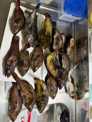 アイナメの釣果