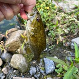 スモールマウスバス