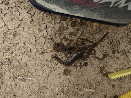 テナガエビ