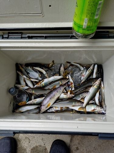 アユの釣果