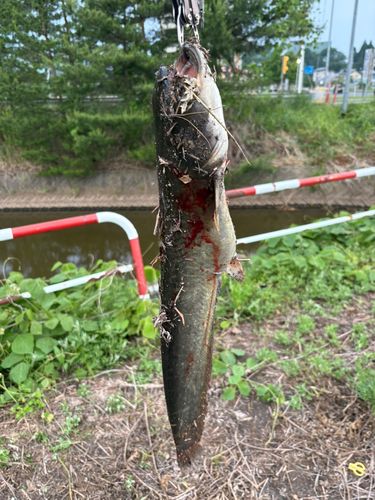 ナマズの釣果