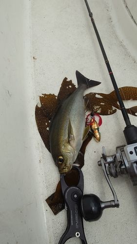 イサキの釣果