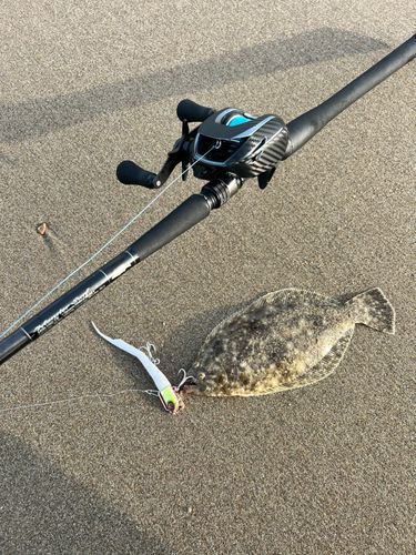 ヒラメの釣果