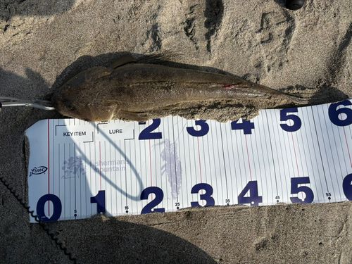 マゴチの釣果