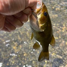 スモールマウスバス