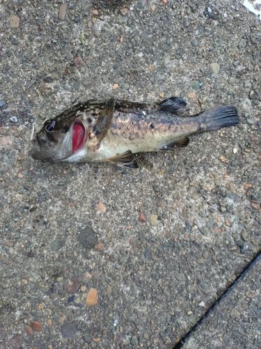 クロソイの釣果