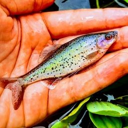 イチモンジタナゴ