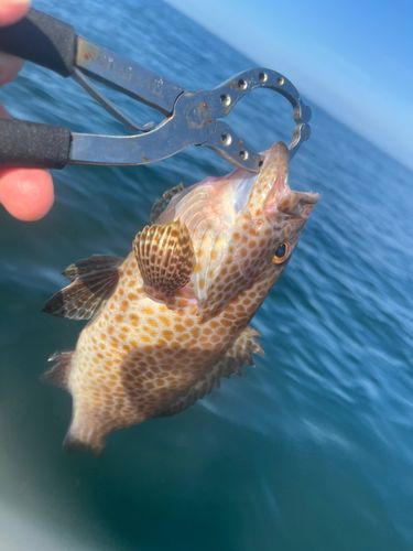 オオモンハタの釣果