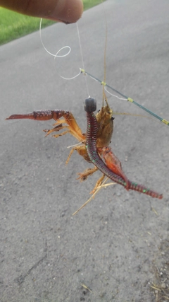 アメリカザリガニの釣果