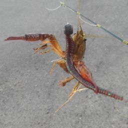 アメリカザリガニ
