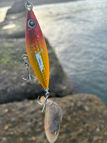 シタビラメの釣果