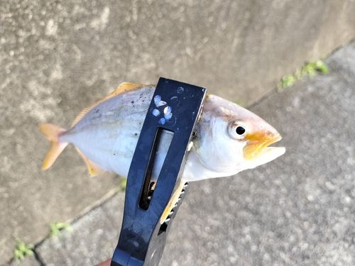 ショゴの釣果