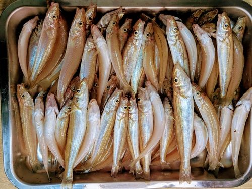 キスの釣果