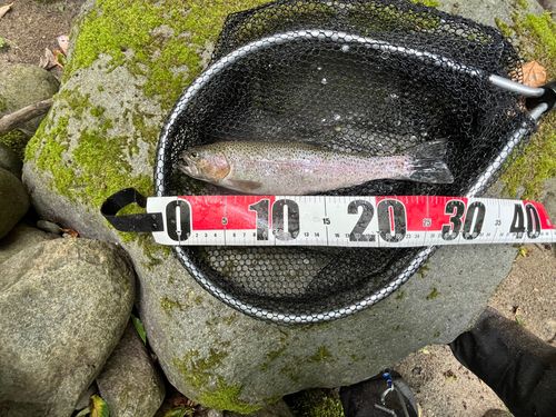 ニジマスの釣果