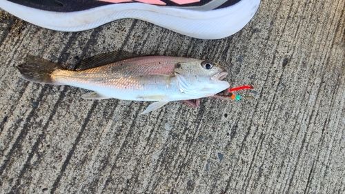 イシモチの釣果