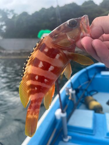 アカハタの釣果