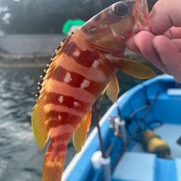 アカハタ