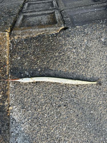 ダツの釣果
