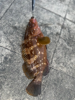 アコウの釣果