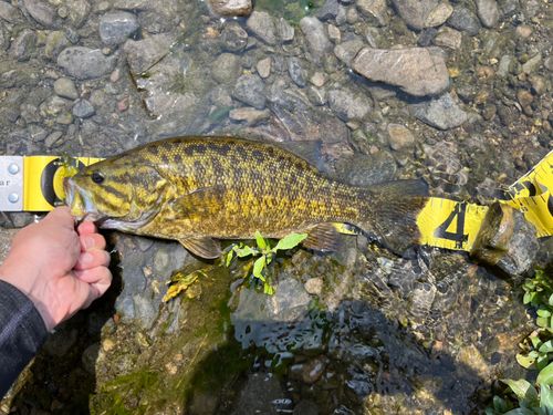スモールマウスバスの釣果