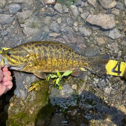 スモールマウスバス