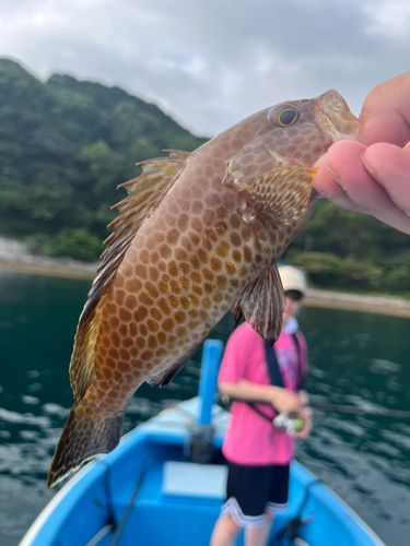 オオモンハタの釣果