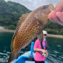 オオモンハタ