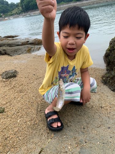 キスの釣果
