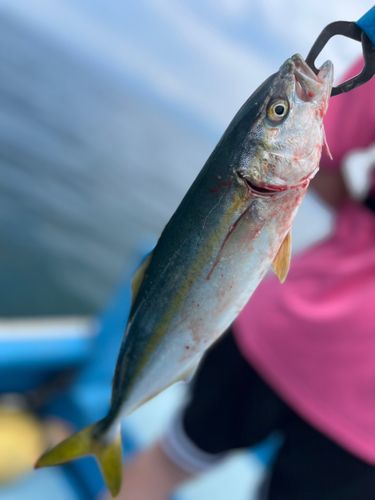ワカシの釣果