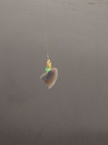 シタビラメの釣果