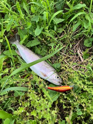 ニジマスの釣果