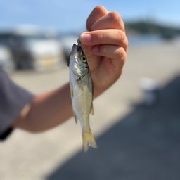 セイゴ（ヒラスズキ）