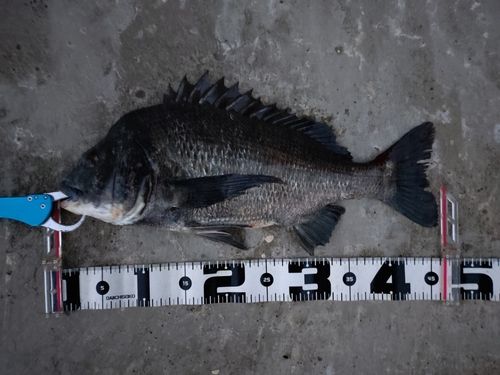 クロダイの釣果