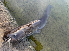 ナマズの釣果