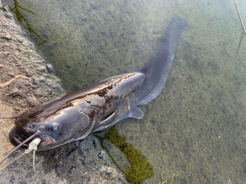 ナマズの釣果
