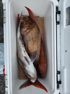マダイの釣果