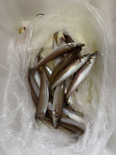 シロギスの釣果